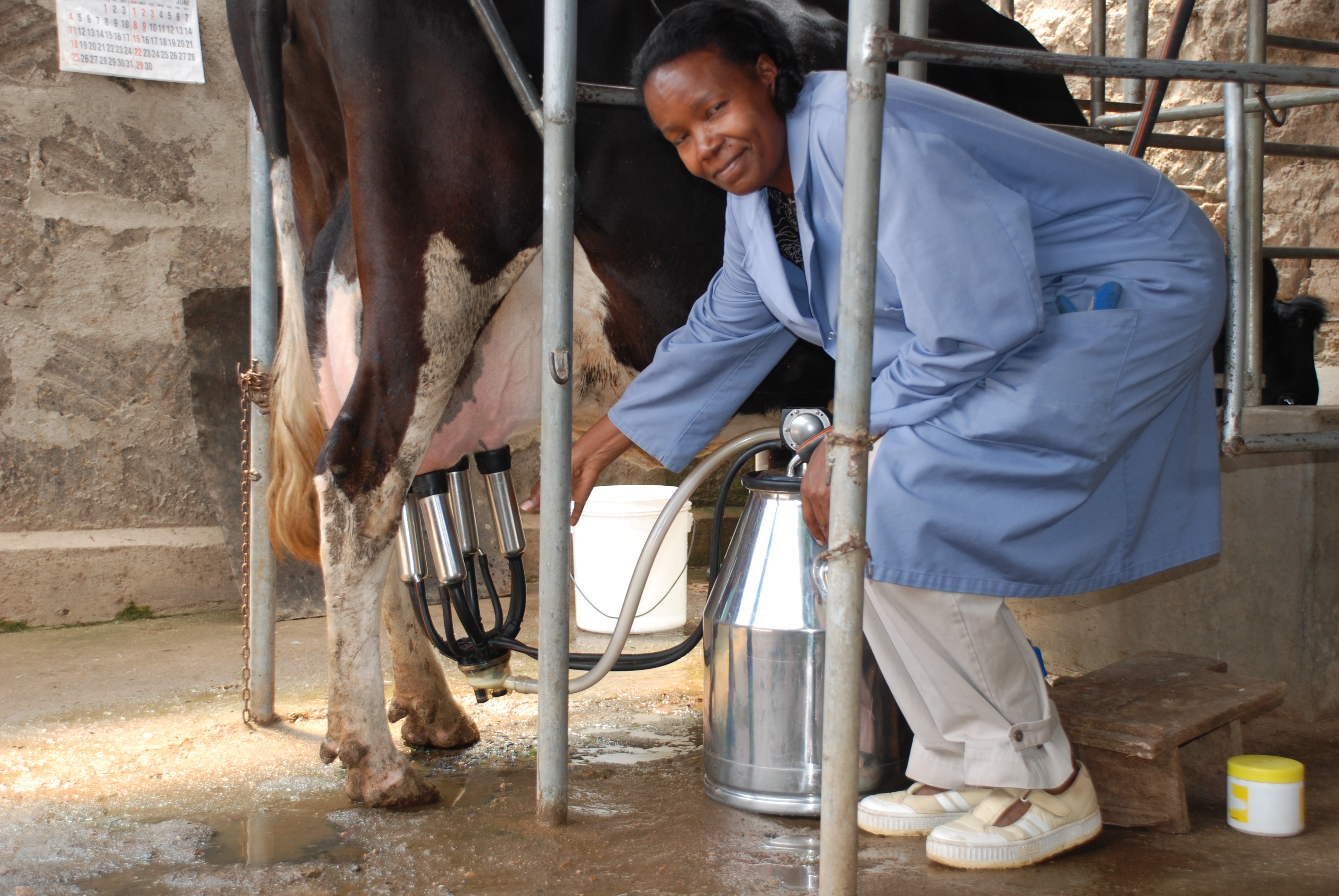 Dairy Farming