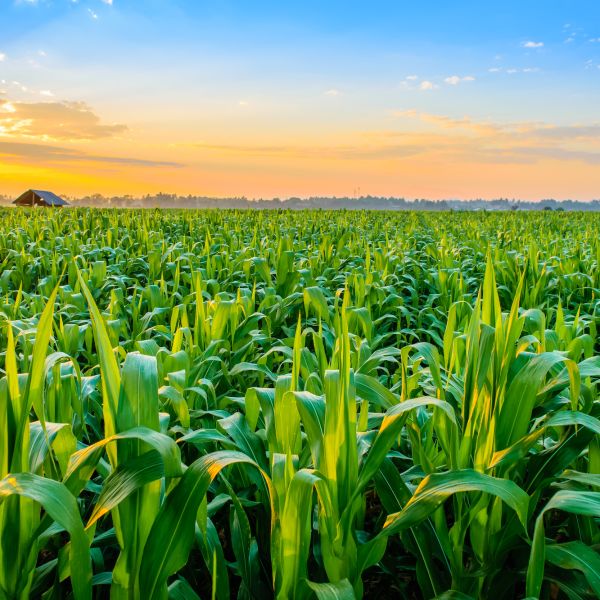 Dairy Farming