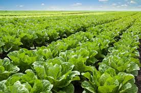 Crop Disease Diagnosis
