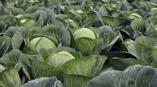 Kale Farming