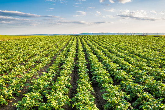 Tomato Production